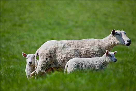 母羊,两个,羊羔