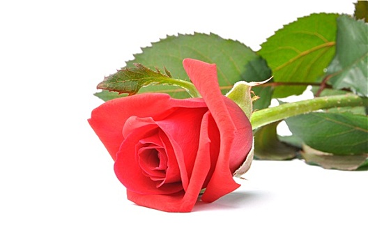 红玫瑰,隔绝,白色背景,背景