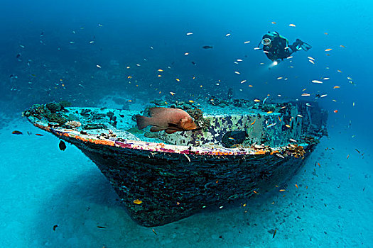 潜水,看,小,残骸,石斑鱼,房子,礁石,印度洋,南马累环礁,马尔代夫,亚洲