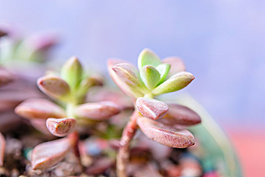 肉质植物