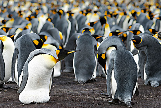 帝企鹅,福克兰群岛,南大西洋,饲养,蛋,大幅,尺寸