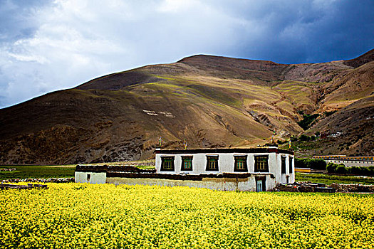 高原民居油菜花