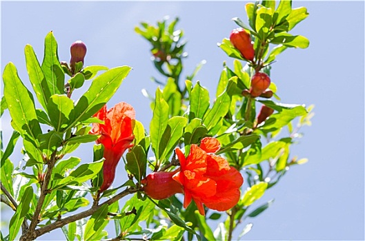 枝条,夏天,花,石榴