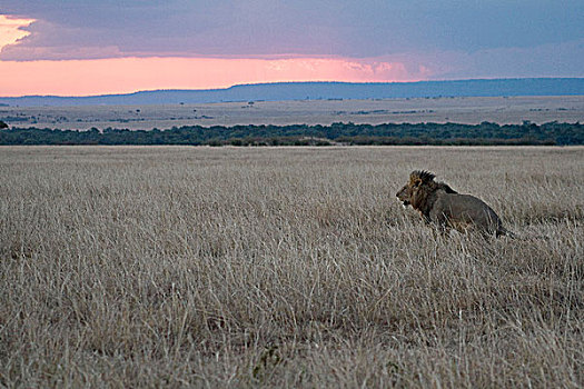 狮子,日落,马赛马拉国家保护区,肯尼亚