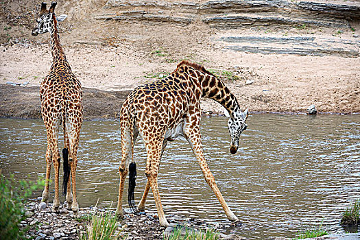 马萨伊,长颈鹿,马赛长颈鹿,喝,河,马赛马拉国家保护区,肯尼亚,非洲