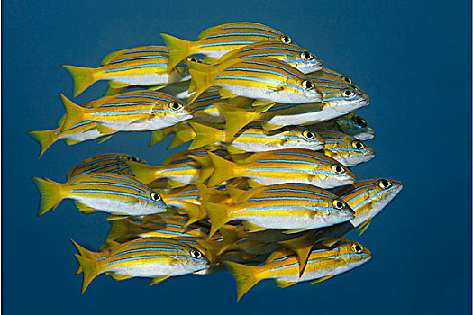 鱼群,蓝色,鲷鱼,游泳,图兰奔,巴厘岛,印度尼西亚,印度洋