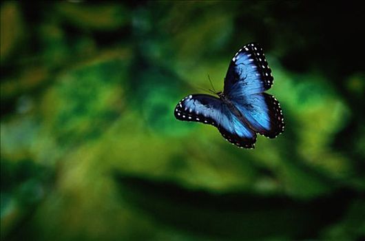 蓝色大闪蝶,南美大闪蝶,蝴蝶,飞,雾林,哥斯达黎加
