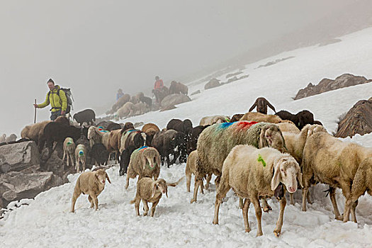 迁徙,绵羊,跋涉,高山,山峰,阿尔卑斯山,南蒂罗尔,意大利,北方,提洛尔,奥地利