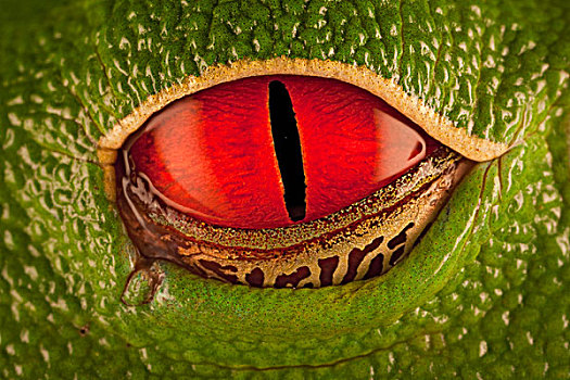 红眼树蛙,眼,一半,遮盖,眼睑,环境,休息,哥斯达黎加