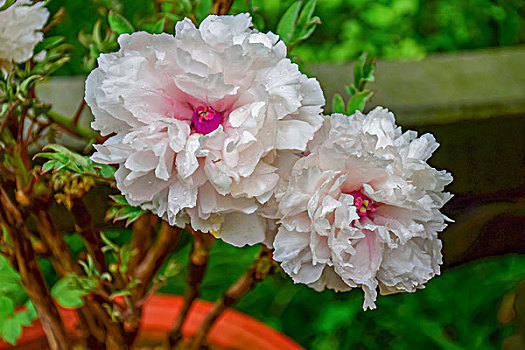 中国国花牡丹图片