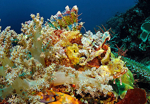 鲉,潜伏,后面,软珊瑚,四王群岛,伊里安查亚省,印度尼西亚,亚洲