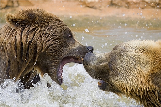 棕熊,争斗,水