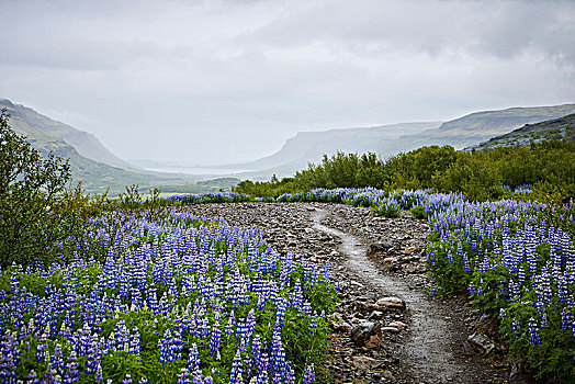 冰岛,地点,夏天