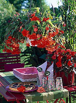 水果馅饼,玻璃,花园桌,红色,橙色,秋海棠