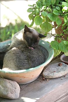 暹罗猫,洗,躺着,盘子,平台