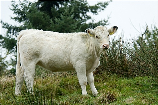 漂亮,白色,母牛