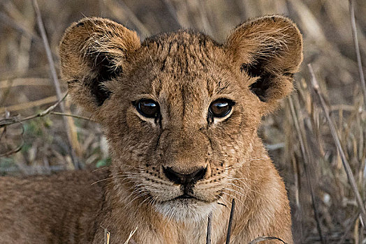 幼狮,狮子,查沃,肯尼亚,非洲