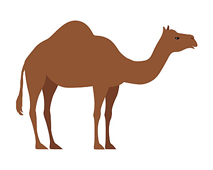 骆驼,隔绝,白色背景,有蹄类动物,背景,偶蹄动物,举止,独特,含脂肪,沉积,驼峰,背影,不干胶,孩子,矢量,设计,插画