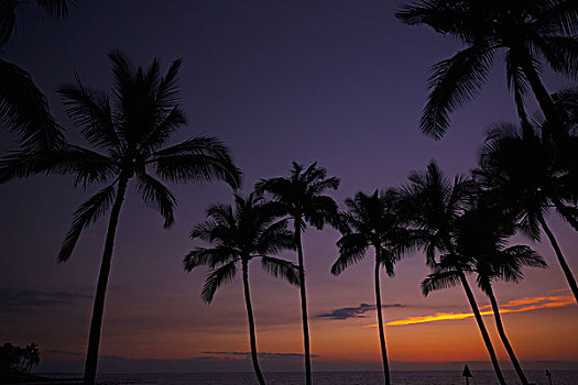 剪影,棕榈树,发光,日落,上方,海洋,考艾岛,夏威夷,美国
