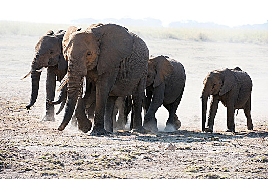 非洲象,家族,走,尘土,朴素,安伯塞利国家公园,肯尼亚