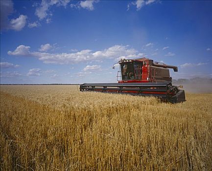 小麦,收获,澳大利亚