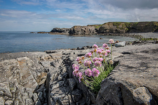 岩石海岸,粉色,海洋,海石竹,克雷尔县,爱尔兰
