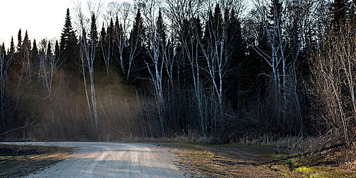 道路,通过,树林,赫克拉火山磨石省立公园,曼尼托巴,加拿大