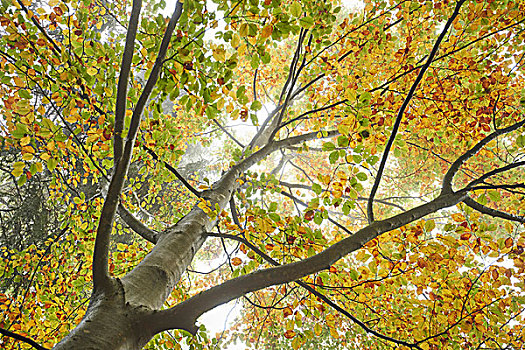 仰视,欧洲山毛榉,树,秋天,普拉蒂纳特,巴伐利亚,德国