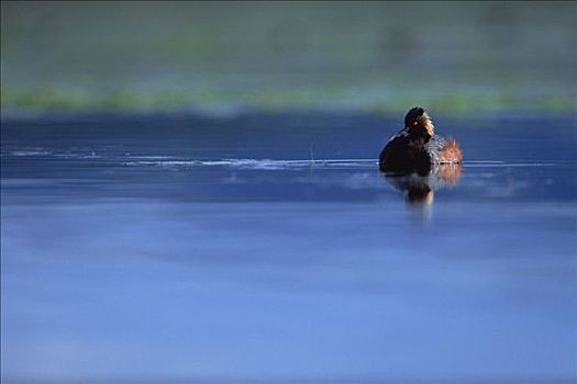 ,黑颈鸊鷉,婚羽,湖,北美