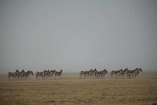 青海,可可西里,库塞湖边的藏野驴