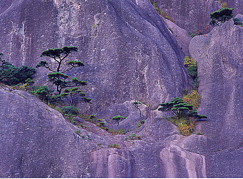 树,黄山,安徽,中国