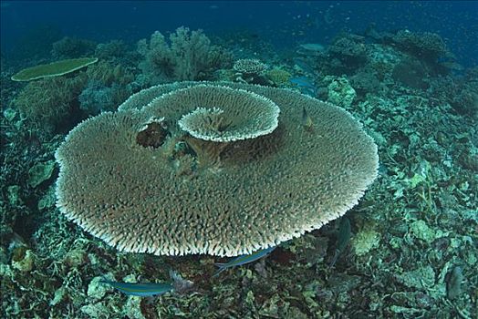 珊瑚,排列,科莫多岛,印度尼西亚