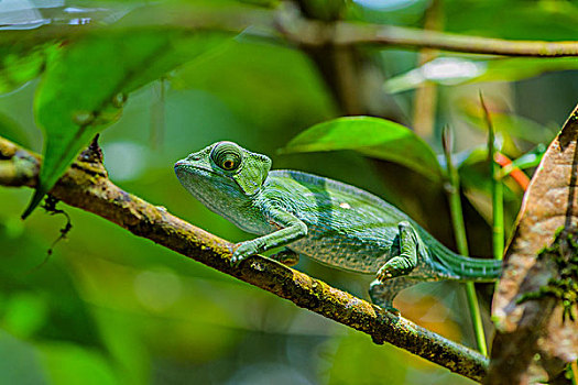 madagascar马达加斯加变色龙chameleon