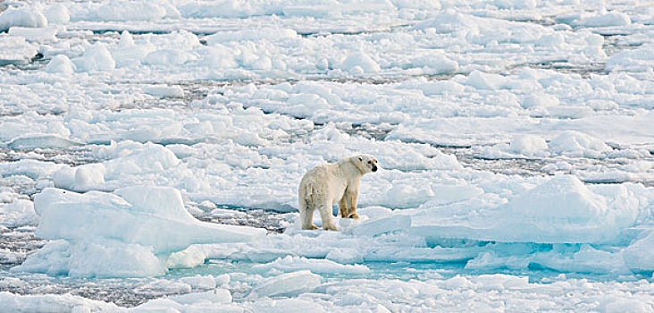 北极熊,雄性,站立,浮冰,斯匹次卑尔根岛,斯瓦尔巴特群岛,岛屿,挪威,欧洲