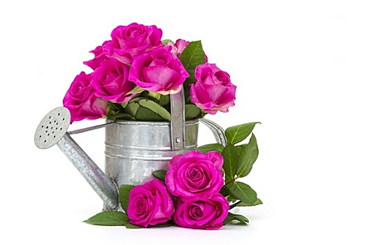 粉色,玫瑰,洒水壶