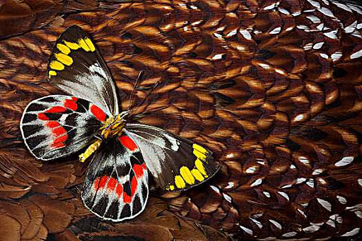 蝴蝶,羽毛,设计