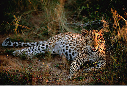 豹,禁猎区,东德兰士瓦省,南非