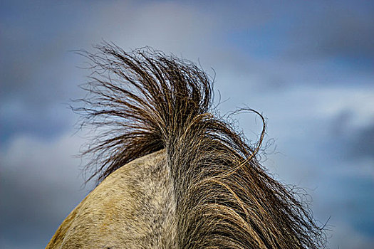 冰岛马,特写,头部,毛发,冰岛