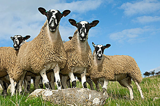 牲畜,骡子,羊羔,绿色,草场,公羊,母羊,英国,绵羊,产业,雌性,英格兰