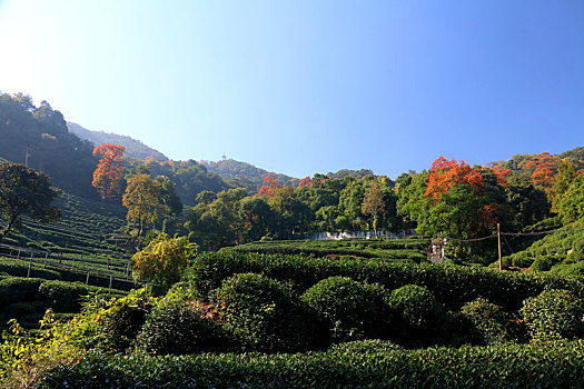 龙井茶园