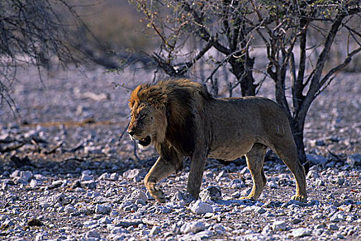 纳米比亚,埃托沙国家公园,狮子