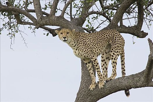 印度豹,猎豹,雌性,站立,树上,马赛马拉国家保护区,肯尼亚