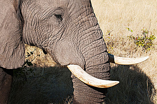 大象,非洲象,露营,奥卡万戈三角洲,博茨瓦纳