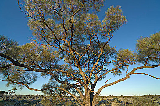 橡胶树,桉树,公路,南澳大利亚州,澳大利亚