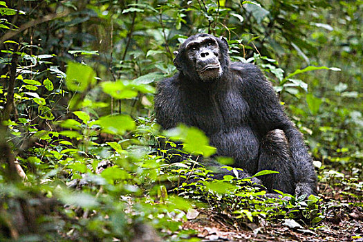 研究,动物,沟通,习惯于,多,黑猩猩,普通,树林,这里,坐,小路,乌干达,非洲