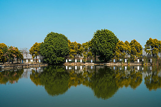 羊城广州番禺万顷沙农科院基地的初冬美景之千层金树