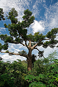 木棉树,格林纳达,西印度群岛