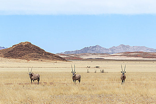 三个,南非大羚羊,羚羊,站立,草地,自然保护区,纳米比亚,非洲