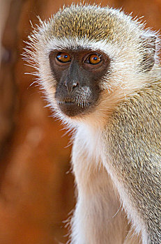 黑长尾猴,猴子,头像,塔斯沃国家公园,肯尼亚,非洲