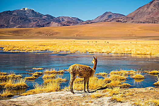 小羊驼,湖,火山,安第斯,高地,佩特罗,阿塔卡马沙漠,安托法加斯塔,大,智利,南美